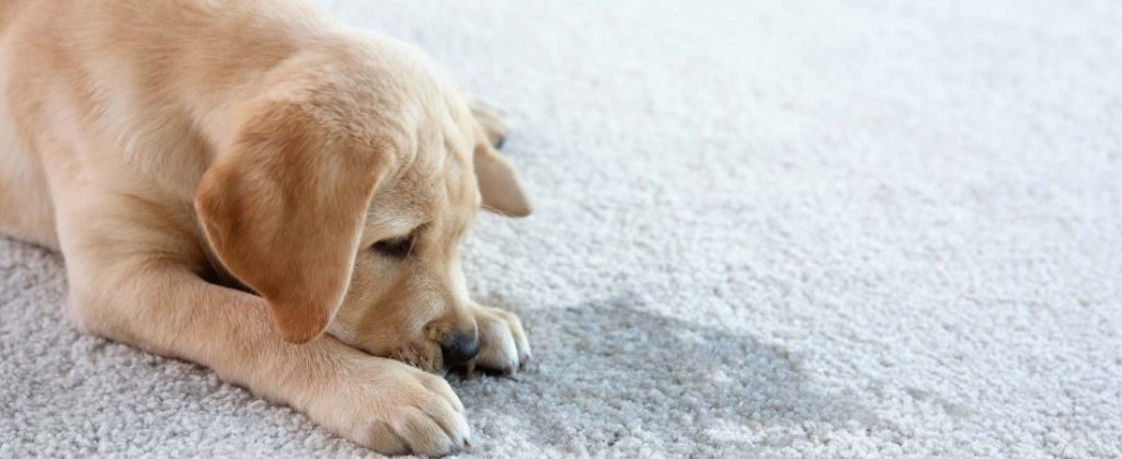 Protecting Your Carpet From Dog Urine