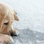 Protecting Your Carpet From Dog Urine