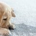 Protecting Your Carpet From Dog Urine